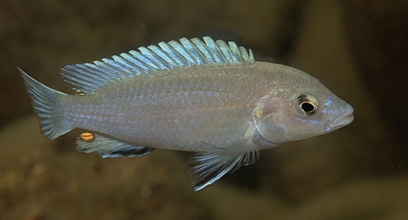 Labidochromis pallidus 'Nakantenga Island'